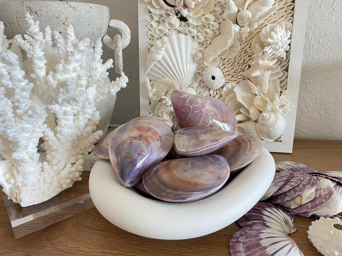 Purple Polished Oyster Pair LARGE 4-6", You Choose Size, Shell Seashell Coastal Crafts