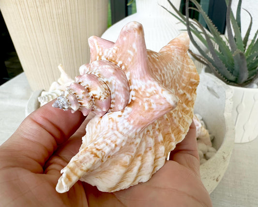 ROOSTER CONCH SHELL *All Sizes* Natural Pink Peach Display Seashell Strombus Gallus Hawk Wing