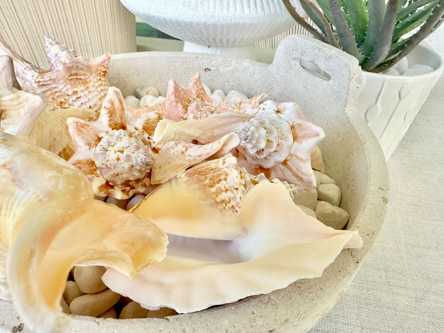 ROOSTER CONCH SHELL *All Sizes* Pink Peach Display Seashell Strombus Gallus Hawk Wing