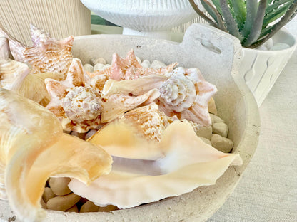 ROOSTER CONCH SHELL *All Sizes* Pink Peach Display Seashell Strombus Gallus Hawk Wing
