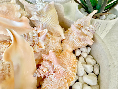 100% Natural Rooster Conch Shell Seashell You Pick Size 3-6" Coastal Beach Nautical Décor Display Strombus Gallus Hawk Wing