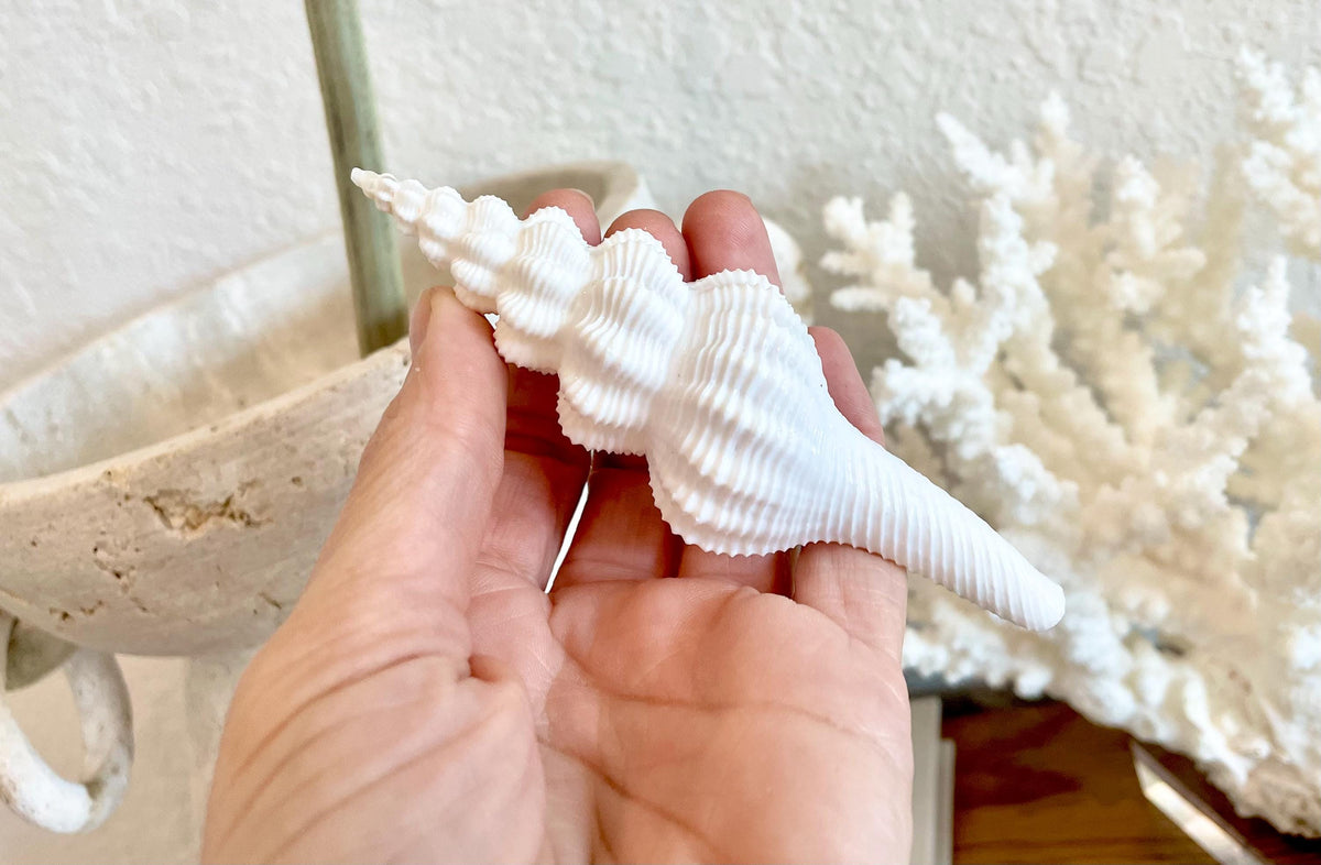 Set of 3 Shells 4-6": You Choose Length, Solid White Spindle Fusinus Conch Seashells
