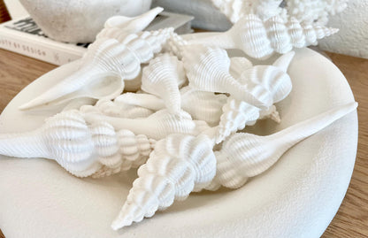 Set of 3 Shells 4-6": You Choose Length, Solid White Spindle Fusinus Conch Seashells