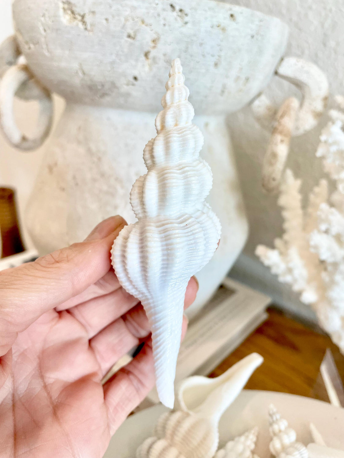 Set of 3 Shells 4-6": You Choose Length, Solid White Spindle Fusinus Conch Seashells