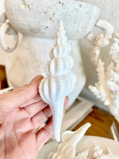 Set of 3 Shells 4-6": You Choose Length, Solid White Spindle Fusinus Conch Seashells