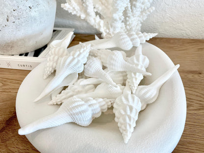 Set of 3 Shells 4-6": You Choose Length, Solid White Spindle Fusinus Conch Seashells