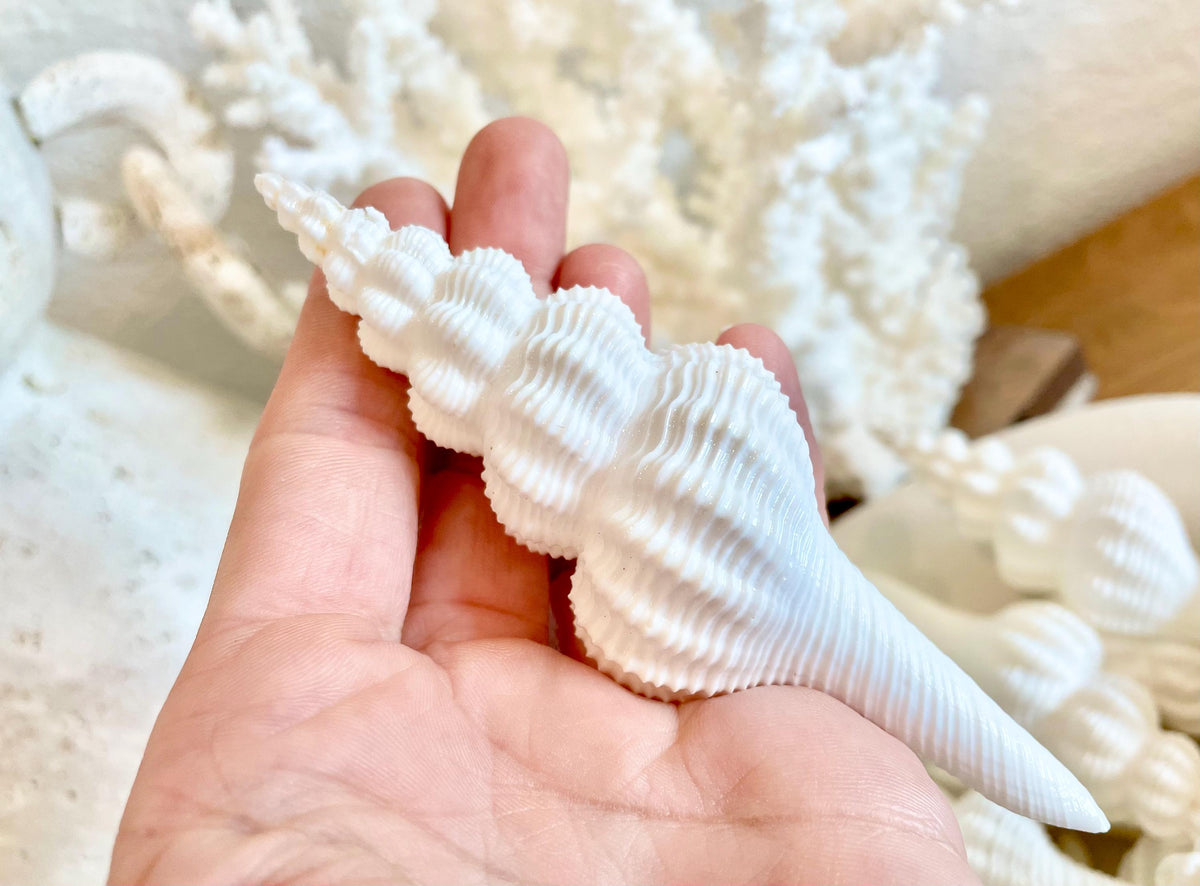 Set of 3 Shells 4-6": You Choose Length, Solid White Spindle Fusinus Conch Seashells