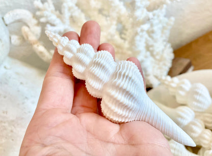 Set of 3 Shells 4-6": You Choose Length, Solid White Spindle Fusinus Conch Seashells
