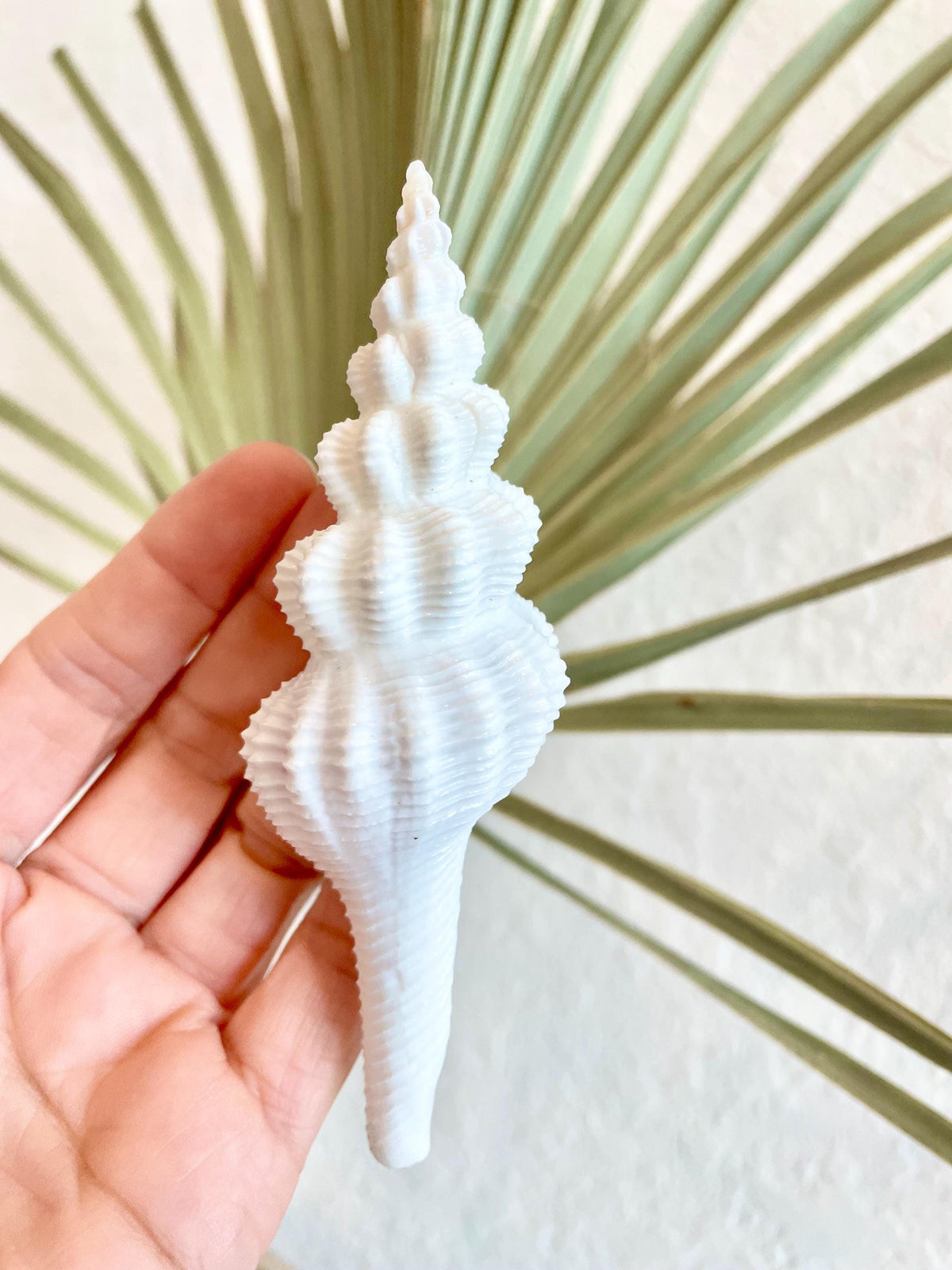 Set of 3 Shells 4-6": You Choose Length, Solid White Spindle Fusinus Conch Seashells