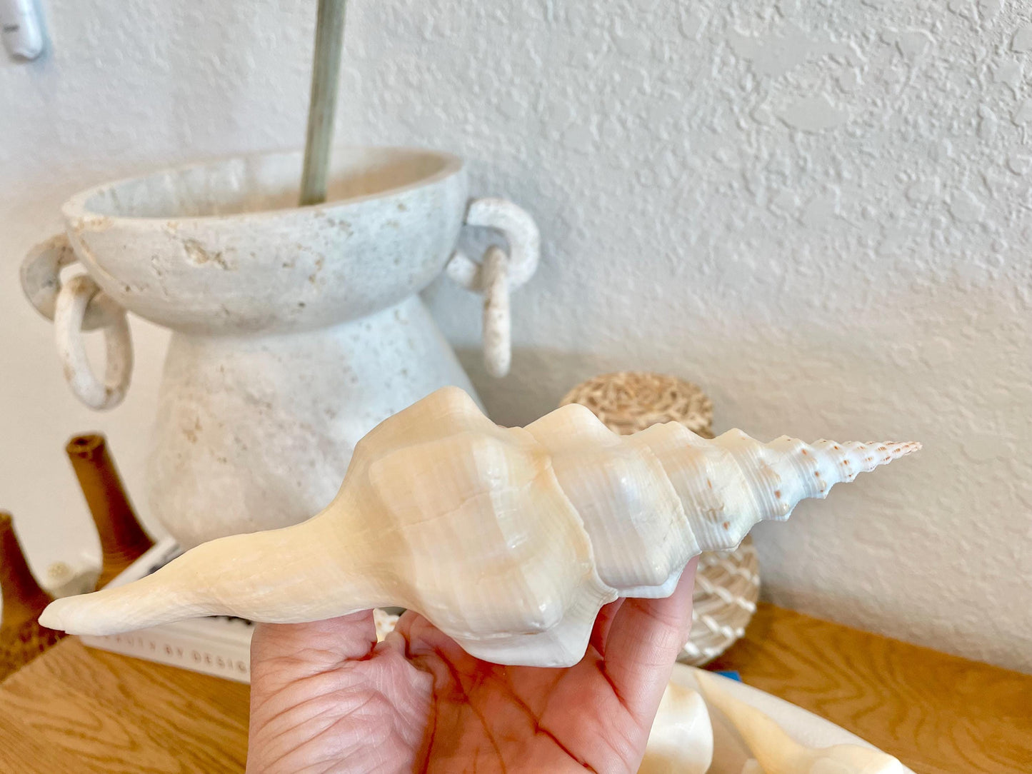 WAVY SPINDLE SHELLS 6-7" Ivory Long Natural Display Conch Seashell Coastal Beach Décor