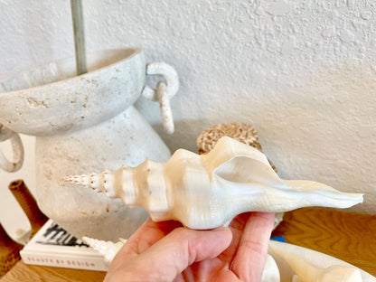 WAVY SPINDLE SHELLS 6-7" Ivory Long Natural Display Conch Seashell Coastal Beach Décor
