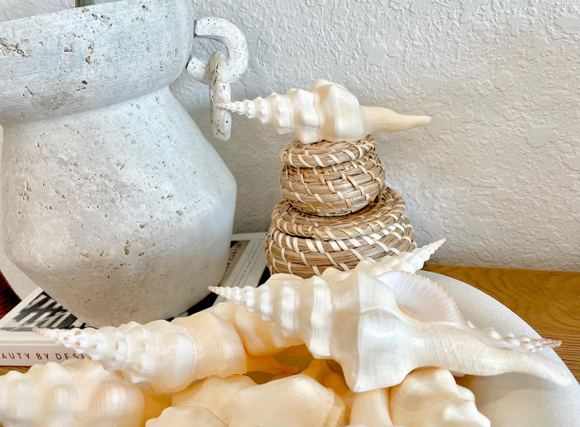 WAVY SPINDLE SHELLS 6-7" Ivory Long Natural Display Conch Seashell Coastal Beach Décor