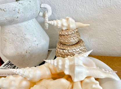 WAVY SPINDLE SHELLS 6-7" Ivory Long Natural Display Conch Seashell Coastal Beach Décor