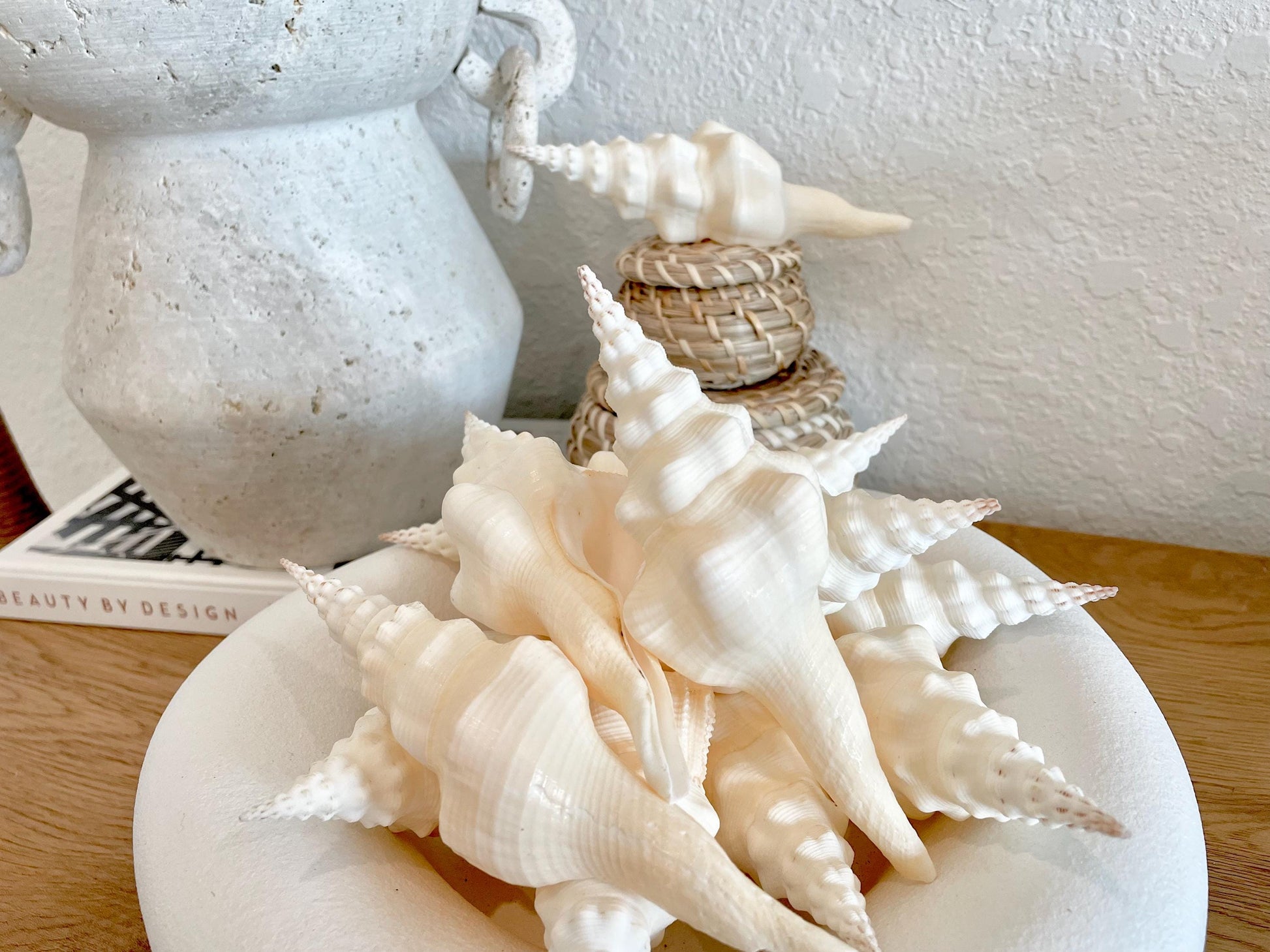 WAVY SPINDLE SHELLS 6-7" Ivory Long Natural Display Conch Seashell Coastal Beach Décor