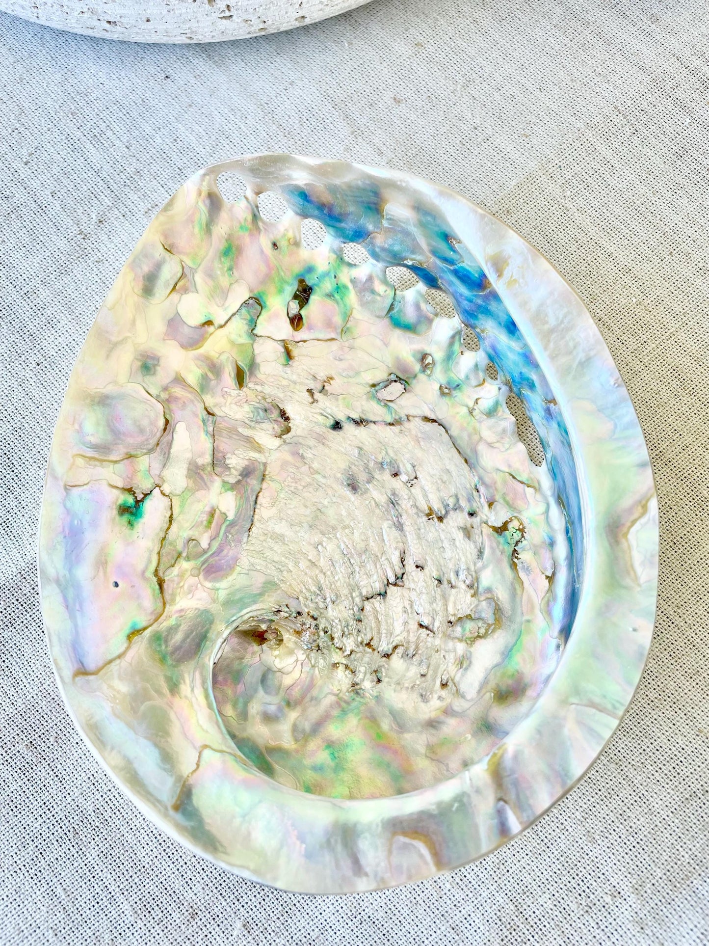 SILVER ABALONE SHELL Huge 6-6.5" X-Large High Gloss Polished Display Seashell Midas Iridescent Sage Dish