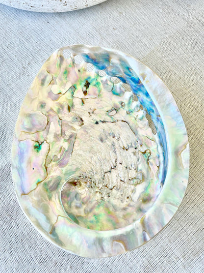 SILVER ABALONE SHELL Huge 6-6.5" X-Large High Gloss Polished Display Seashell Midas Iridescent Sage Dish