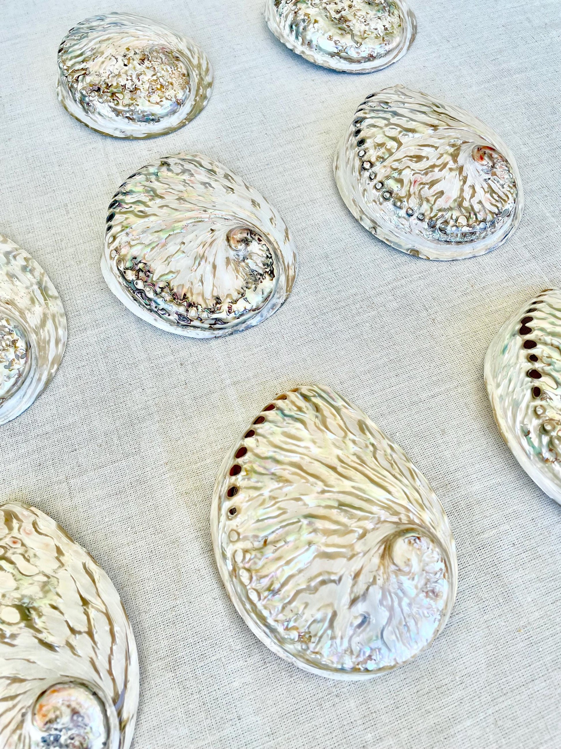 SILVER ABALONE SHELL Huge 6-6.5" X-Large High Gloss Polished Display Seashell Midas Iridescent Sage Dish