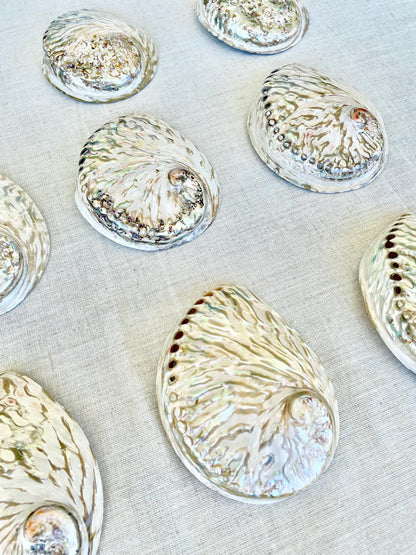 SILVER ABALONE SHELL Huge 6-6.5" X-Large High Gloss Polished Display Seashell Midas Iridescent Sage Dish