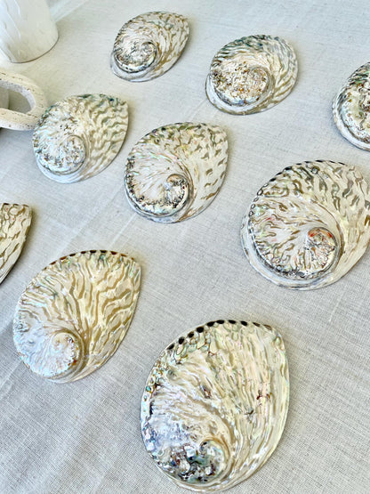 SILVER ABALONE SHELL Huge 6-6.5" X-Large High Gloss Polished Display Seashell Midas Iridescent Sage Dish