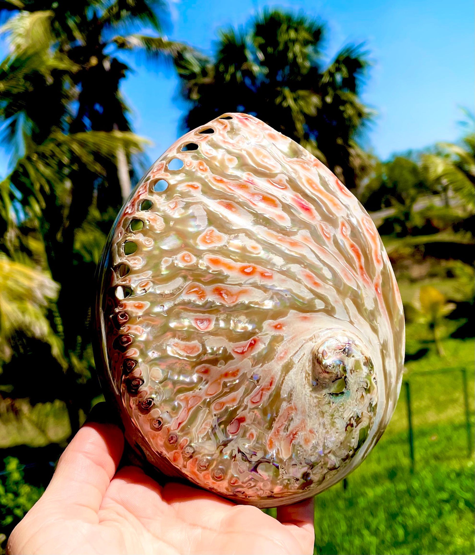 SILVER/RED ABALONE Shell Huge 6-6.5" X-Large High Gloss Polished Display Seashell Midas Sage Dish