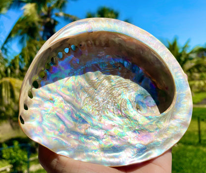 SILVER/RED ABALONE Shell Huge 6-6.5" X-Large High Gloss Polished Display Seashell Midas Sage Dish