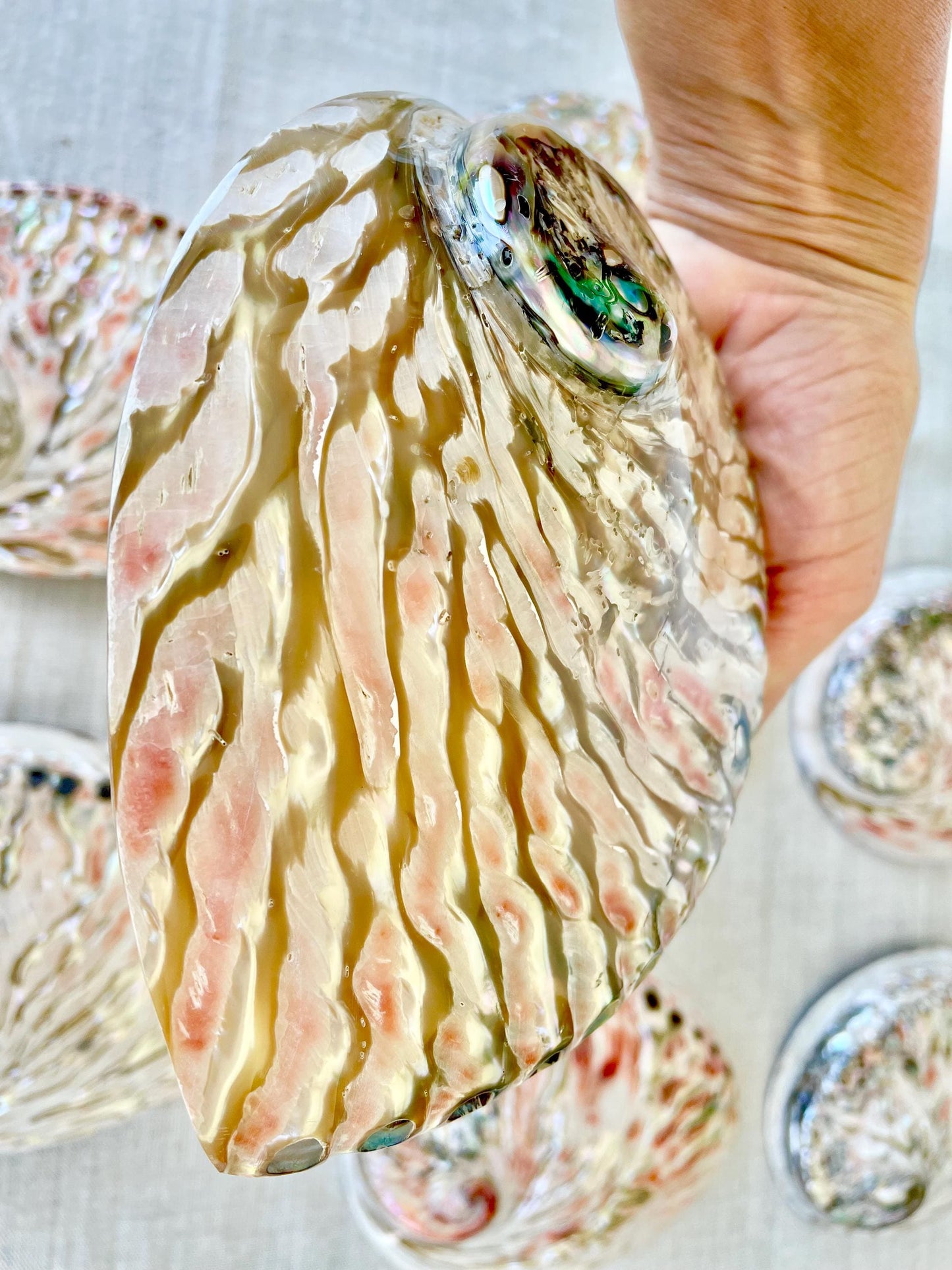 Red/Silver Abalone Shell, 5-5.5" Polished Seashell Display Dish