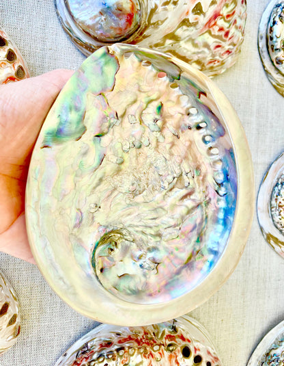 Red/Silver Abalone Shell, 5-5.5" Polished Seashell Display Dish