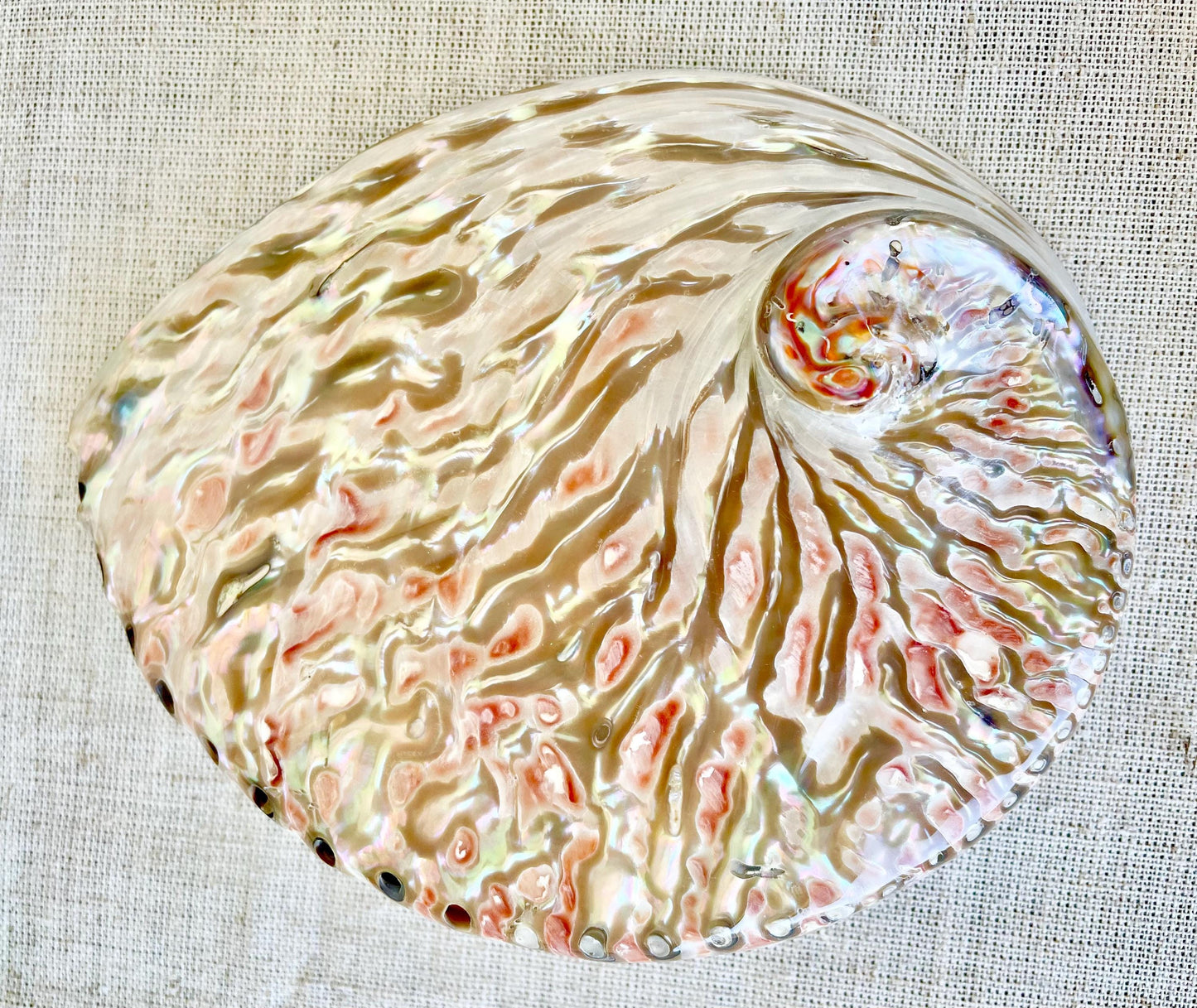 SILVER/RED ABALONE Shell Huge 6-6.5" X-Large High Gloss Polished Display Seashell Midas Sage Dish