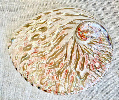Red/Silver Abalone Shell, 5-5.5" Polished Seashell Display Dish