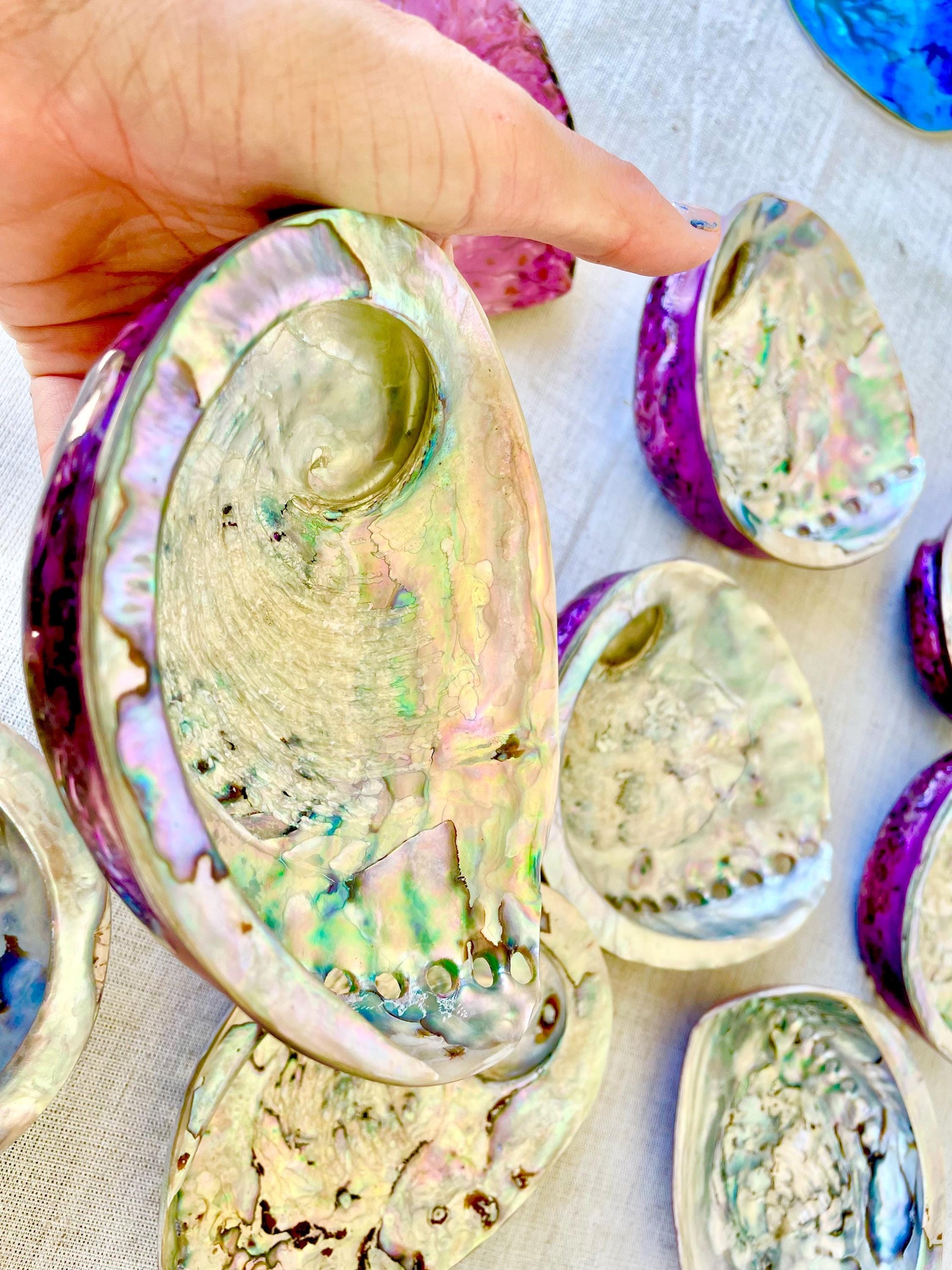 PURPLE ABALONE SHELL Huge 5.5-6" X-Large High Gloss Polished Display Seashell Midas Iridescent Sage Dish