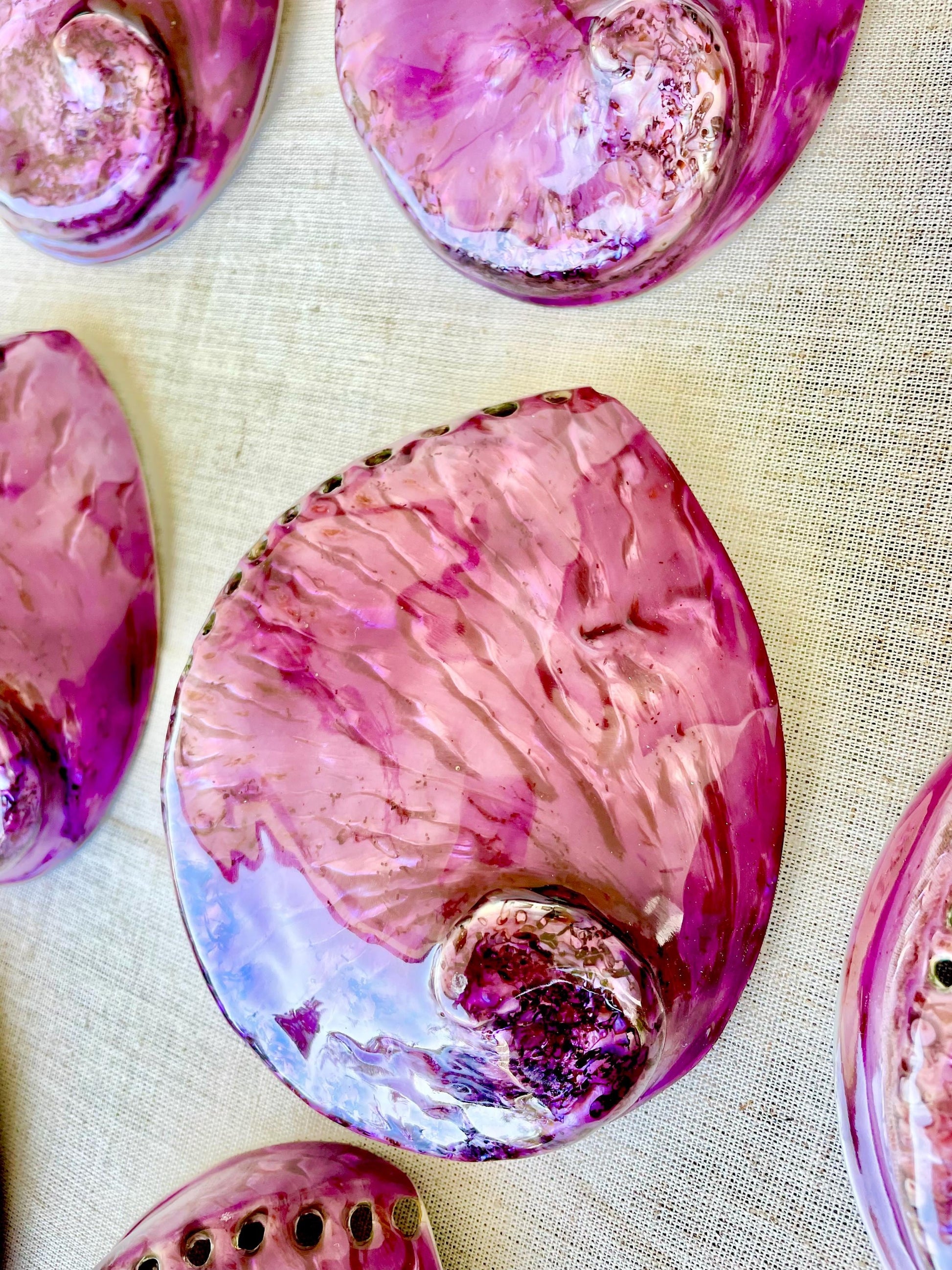 PURPLE ABALONE SHELL Huge 5.5-6" X-Large High Gloss Polished Display Seashell Midas Iridescent Sage Dish