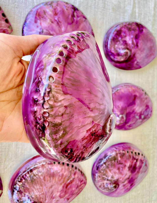 PURPLE ABALONE SHELL Huge 5.5-6" X-Large High Gloss Polished Display Seashell Midas Iridescent Sage Dish