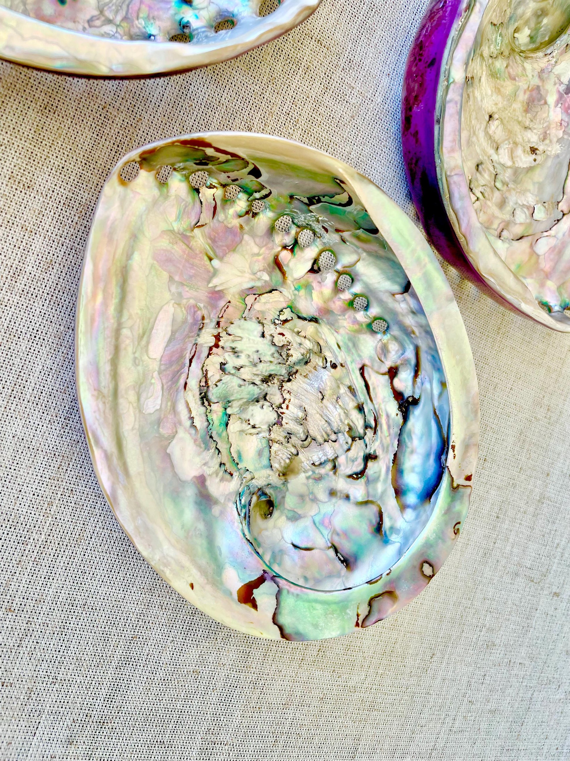 PURPLE ABALONE SHELL Huge 5.5-6" X-Large High Gloss Polished Display Seashell Midas Iridescent Sage Dish