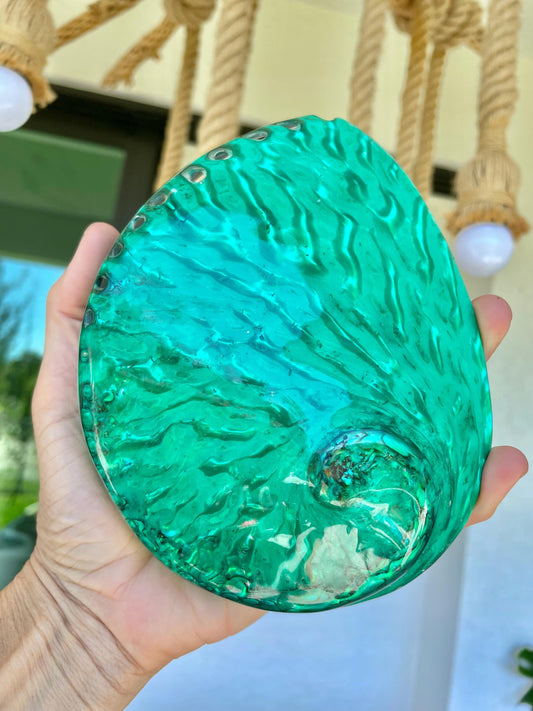 GREEN ABALONE SHELL Huge 5.5-6" X-Large High Gloss Polished Display Seashell Midas Iridescent Sage Dish