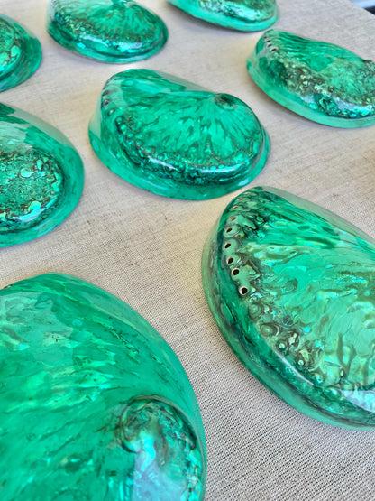 GREEN ABALONE SHELL Huge 5.5-6" X-Large High Gloss Polished Display Seashell Midas Iridescent Sage Dish
