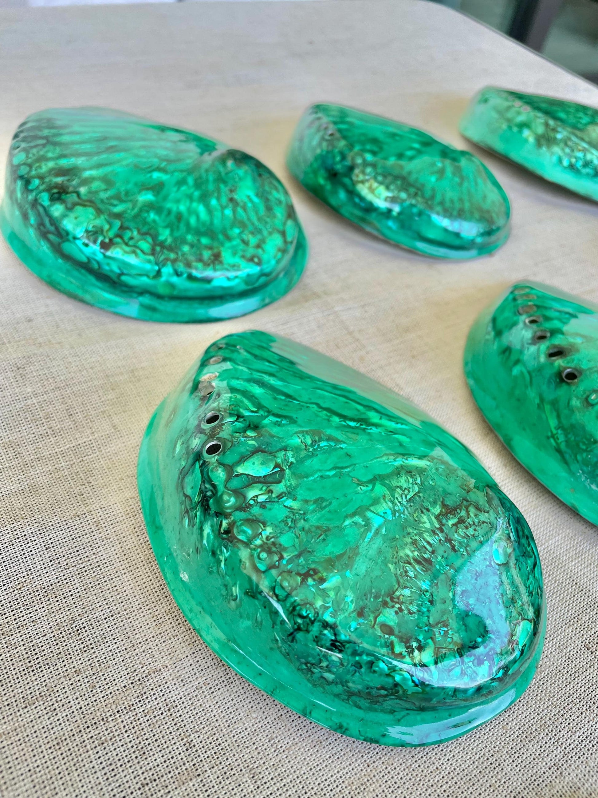 GREEN ABALONE SHELL Huge 5.5-6" X-Large High Gloss Polished Display Seashell Midas Iridescent Sage Dish