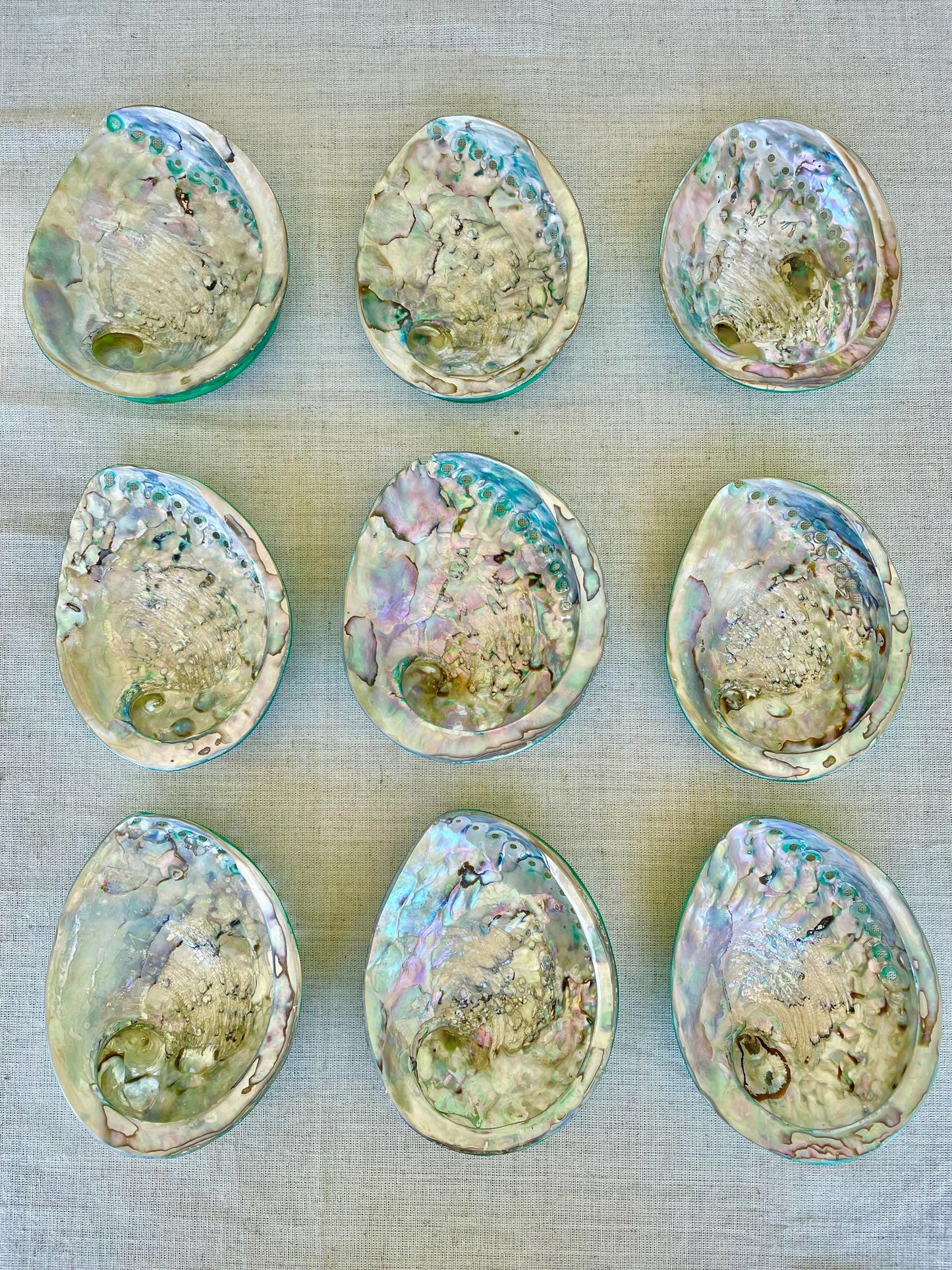 GREEN ABALONE SHELL Huge 5.5-6" X-Large High Gloss Polished Display Seashell Midas Iridescent Sage Dish