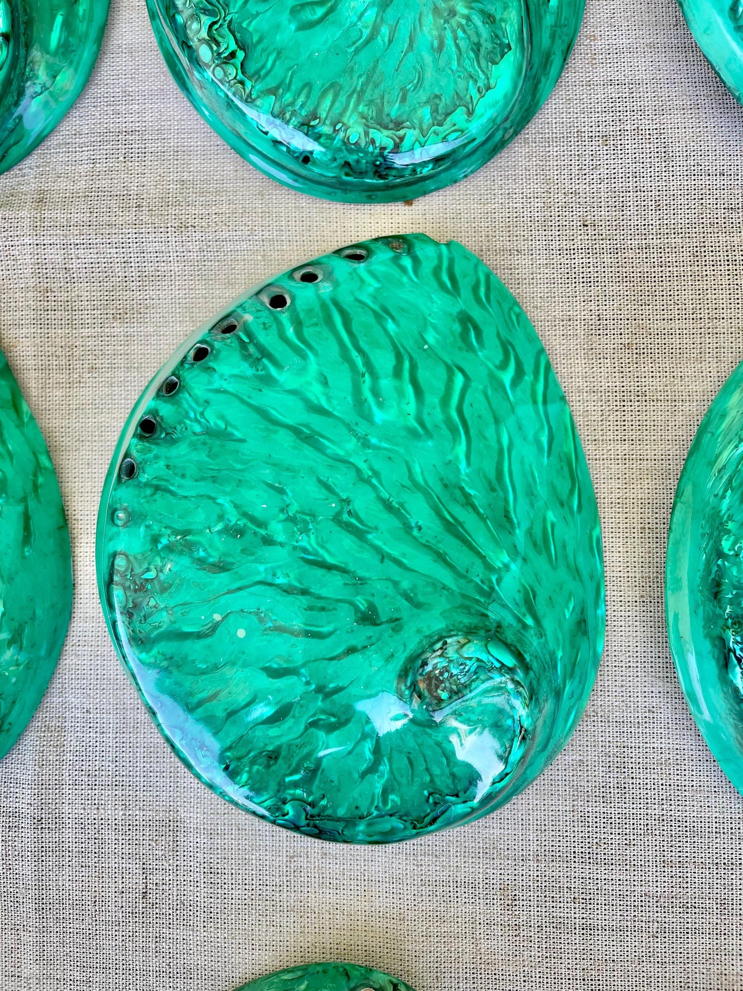 GREEN ABALONE SHELL Huge 5.5-6" X-Large High Gloss Polished Display Seashell Midas Iridescent Sage Dish