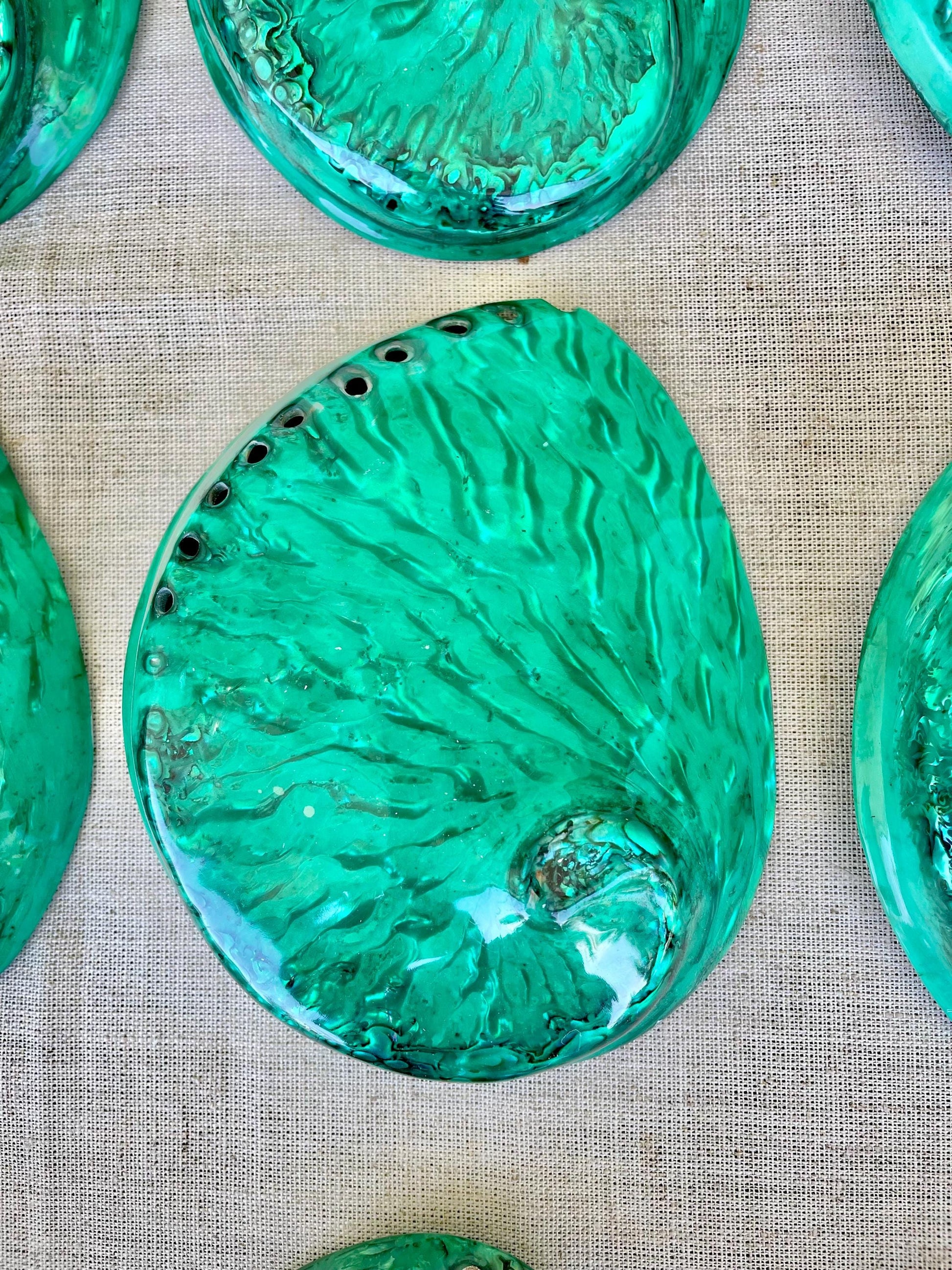 GREEN ABALONE SHELL Huge 5.5-6" X-Large High Gloss Polished Display Seashell Midas Iridescent Sage Dish