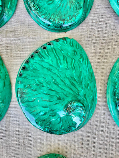 GREEN ABALONE SHELL Huge 5.5-6" X-Large High Gloss Polished Display Seashell Midas Iridescent Sage Dish