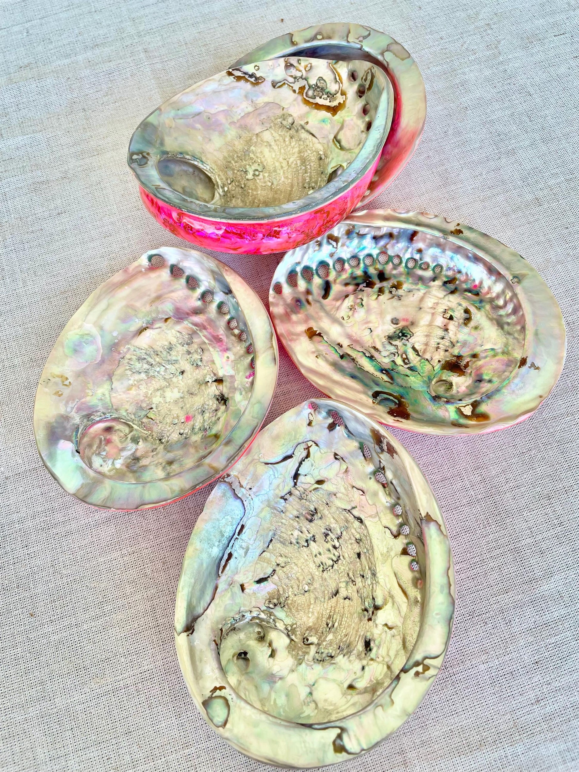 PINK ABALONE SHELL Huge 5.5-6" X-Large High Gloss Polished Display Seashell Midas Iridescent Sage Dish