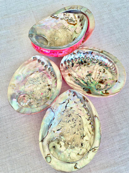 PINK ABALONE SHELL Huge 5.5-6" X-Large High Gloss Polished Display Seashell Midas Iridescent Sage Dish