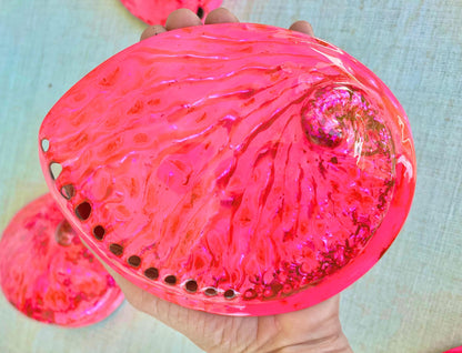 PINK ABALONE SHELL Huge 5.5-6" X-Large High Gloss Polished Display Seashell Midas Iridescent Sage Dish