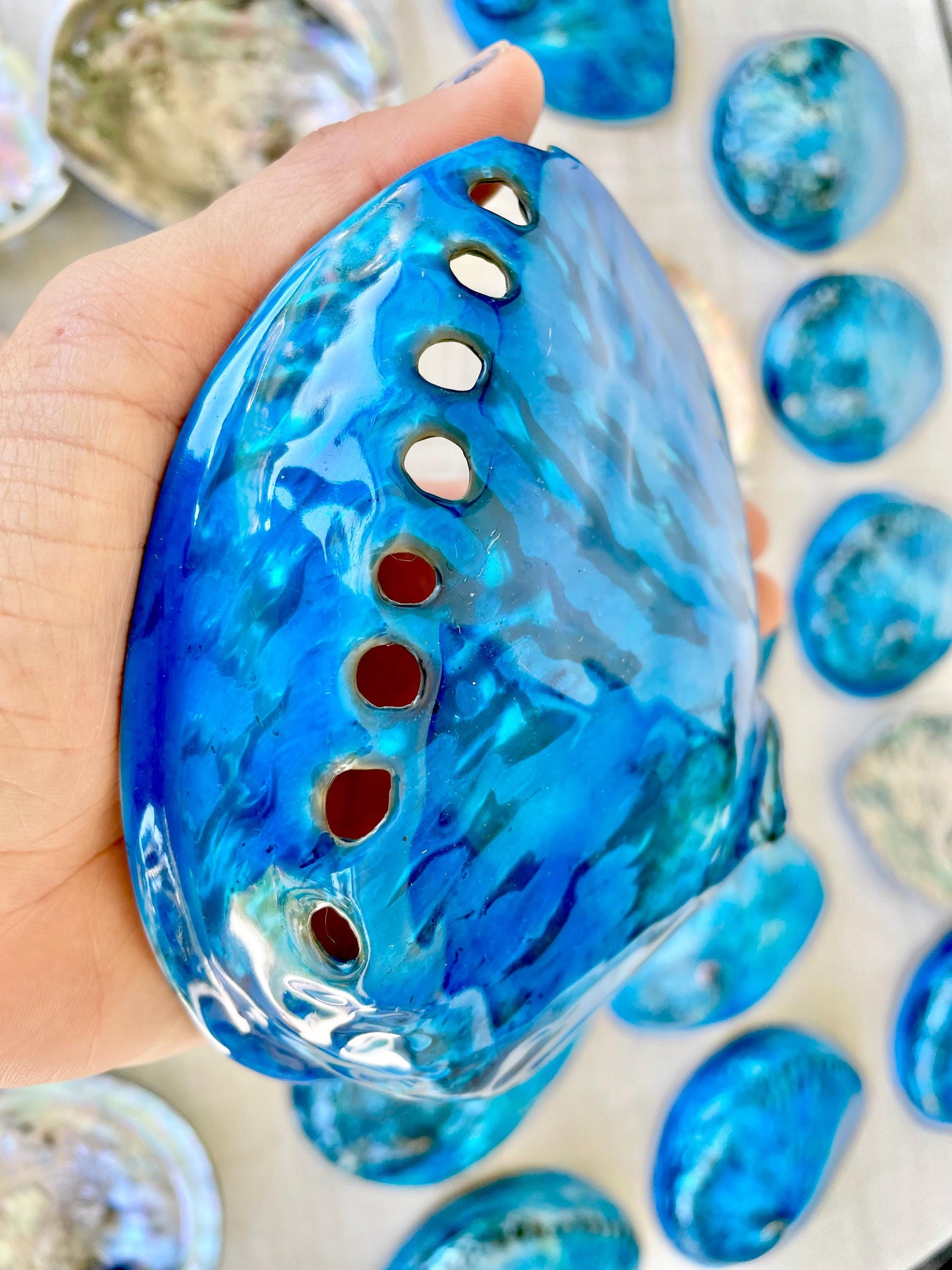 BLUE ABALONE SHELL Huge 5.5-6" X-Large High Gloss Polished Display Seashell Midas Iridescent Sage Dish