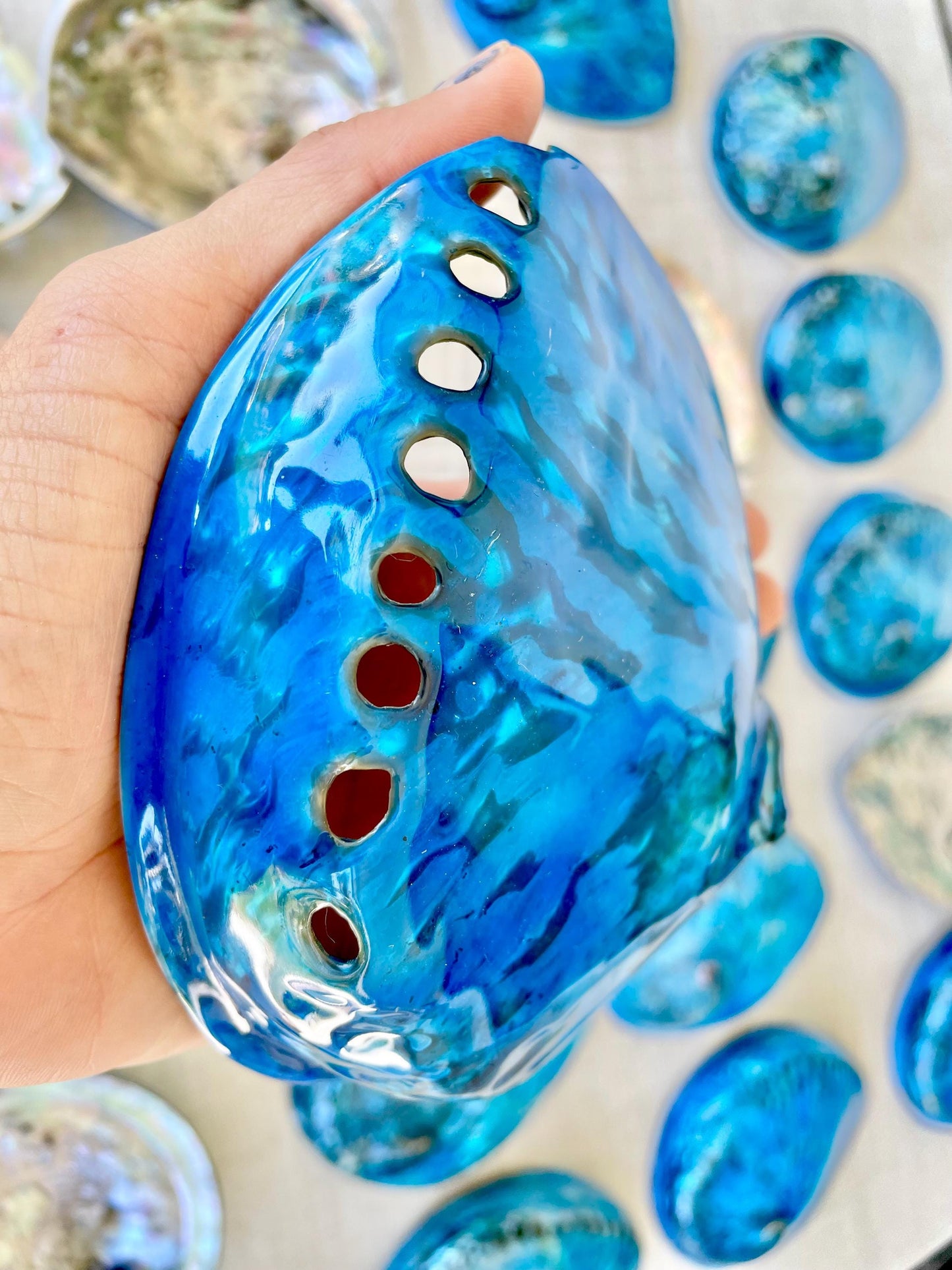 Blue Abalone Shell (5-5.5") High Gloss Polished Seashell Collectors Display