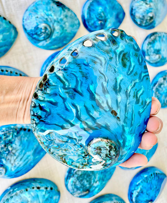 BLUE ABALONE SHELL Huge 5.5-6" X-Large High Gloss Polished Display Seashell Midas Iridescent Sage Dish