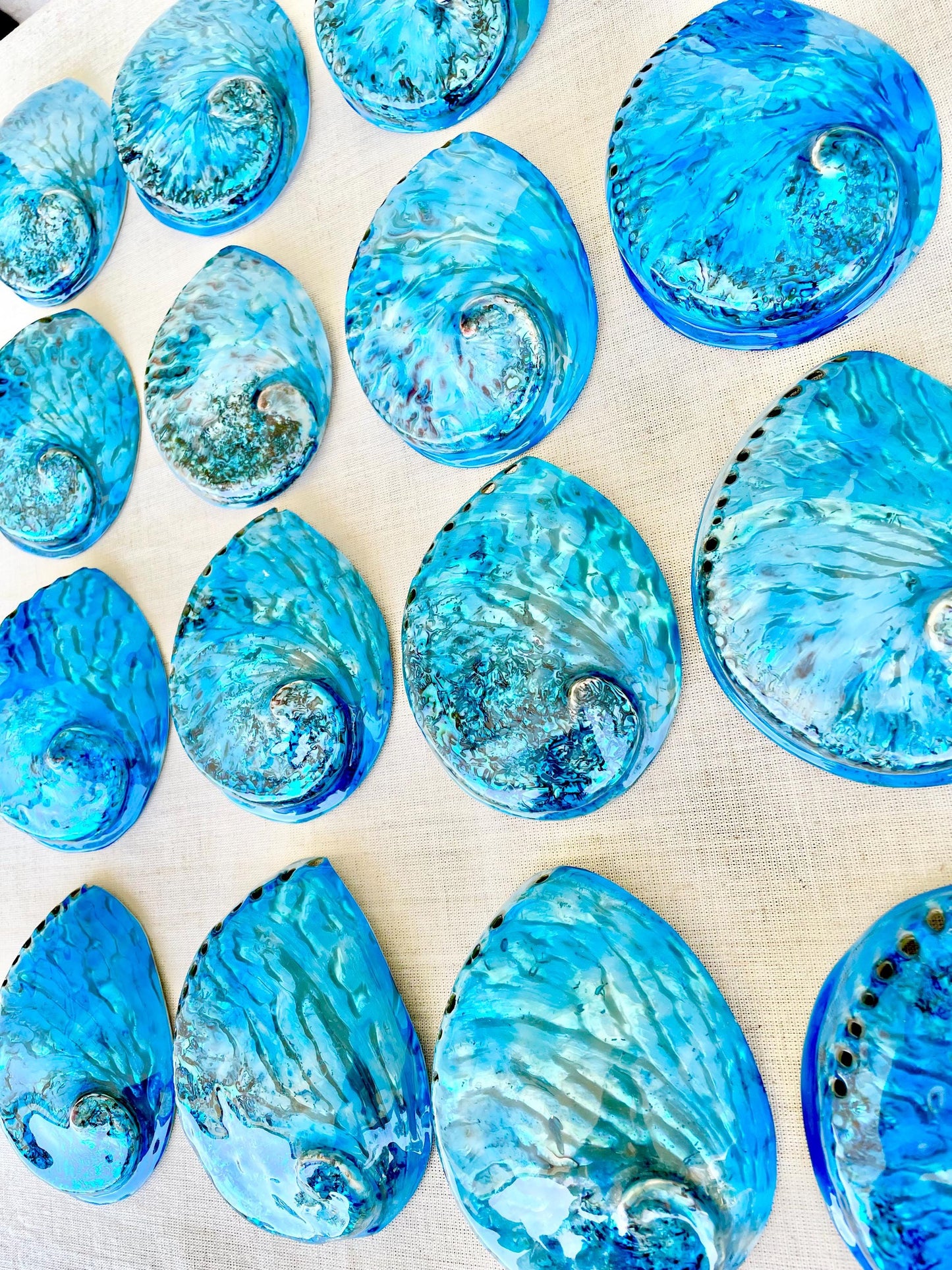 BLUE ABALONE SHELL Huge 5.5-6" X-Large High Gloss Polished Display Seashell Midas Iridescent Sage Dish