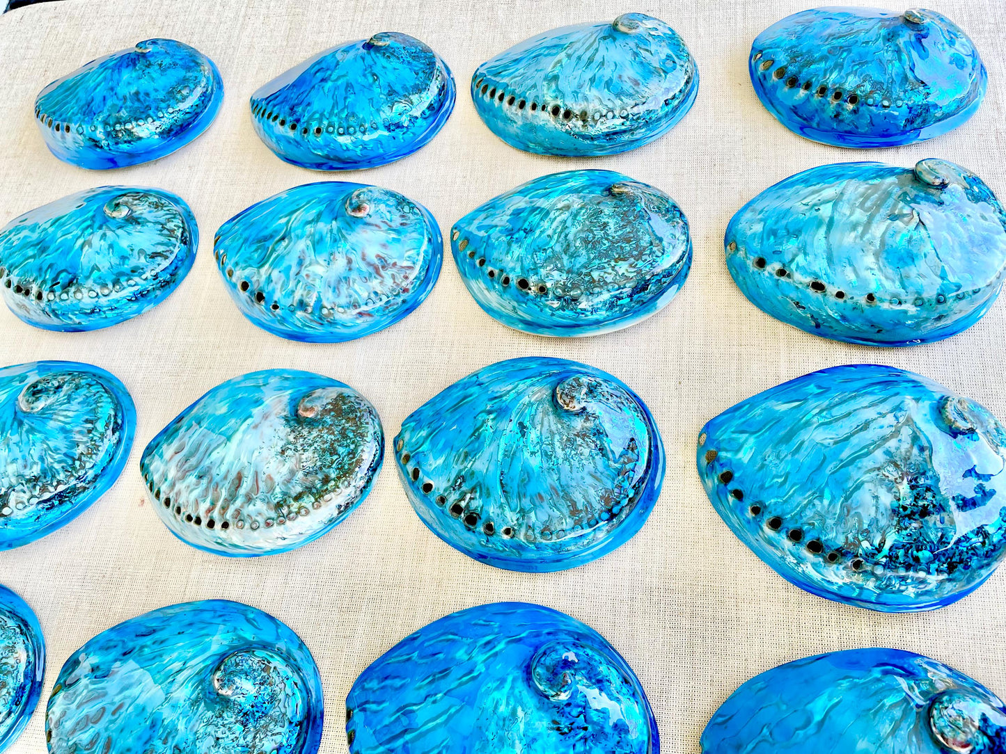 BLUE ABALONE SHELL Huge 5.5-6" X-Large High Gloss Polished Display Seashell Midas Iridescent Sage Dish