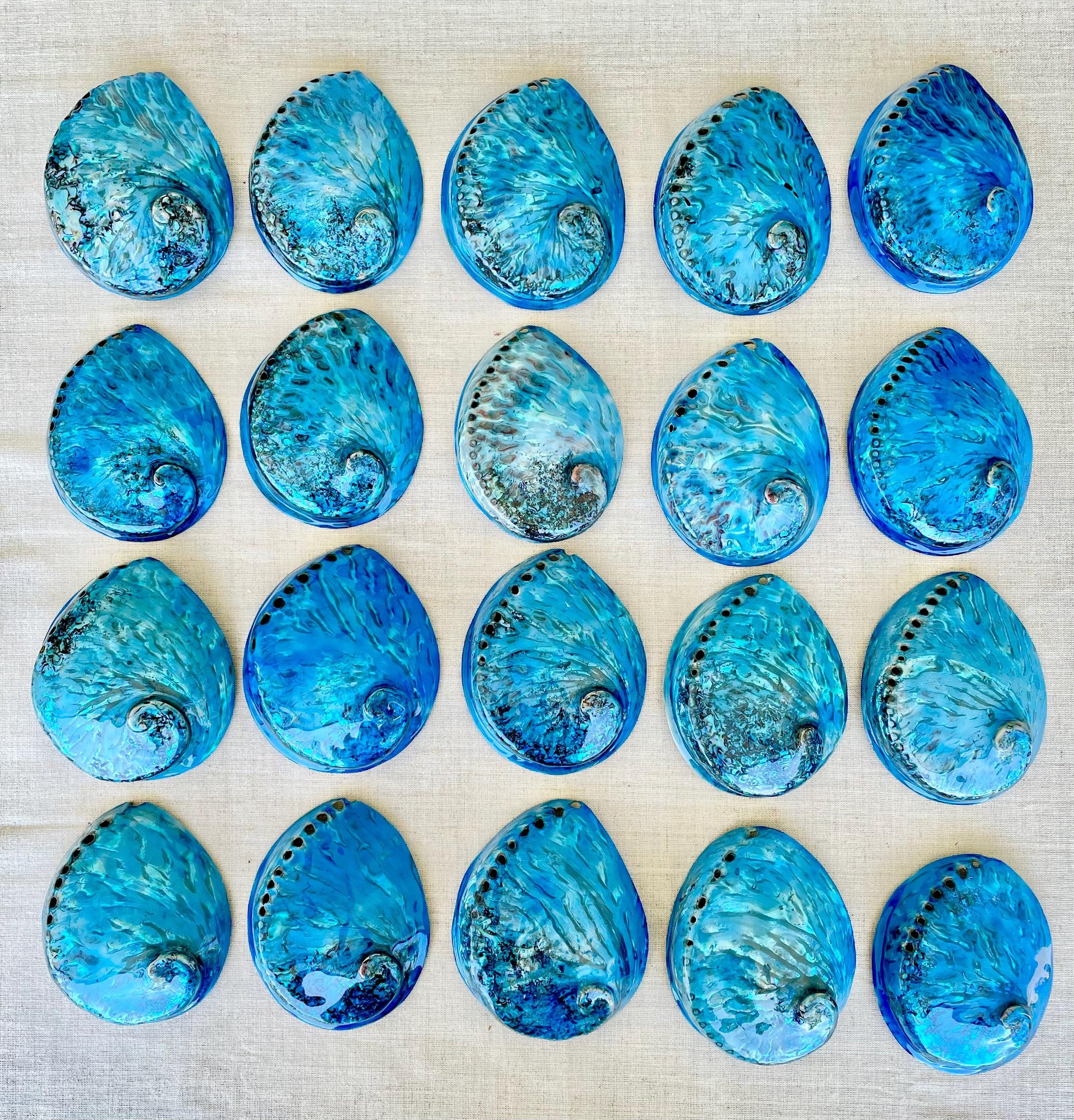 BLUE ABALONE SHELL Huge 5.5-6" X-Large High Gloss Polished Display Seashell Midas Iridescent Sage Dish