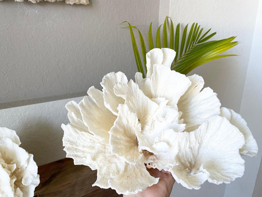 POCA CORAL *All Sizes* Authentic Natural Real Sea Fossil White Coastal Décor